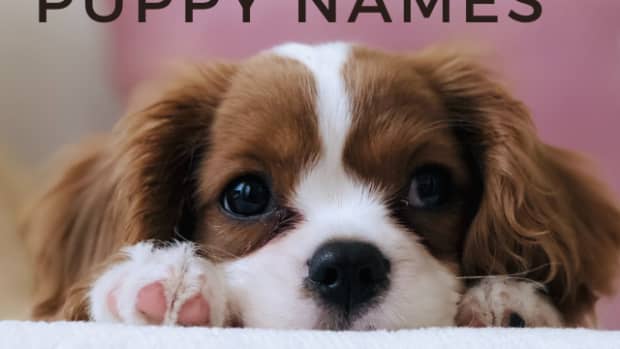 500-perfect-puppy-names