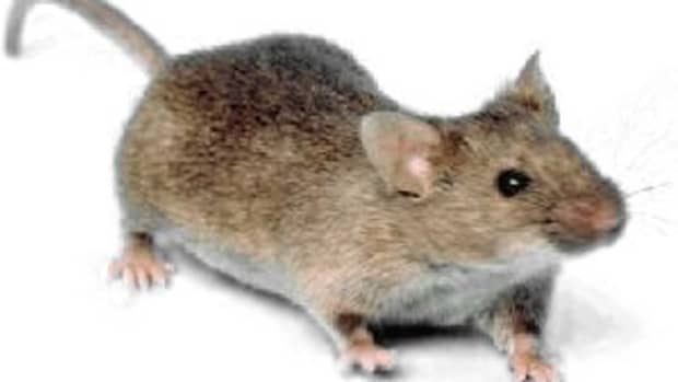 how-to-get-rid-of-mice-in-the-house