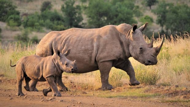 protection-of-rhinoceroses
