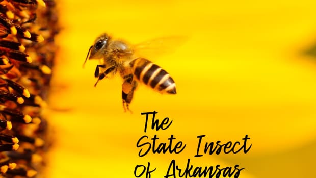 state-insect-of-arkansas
