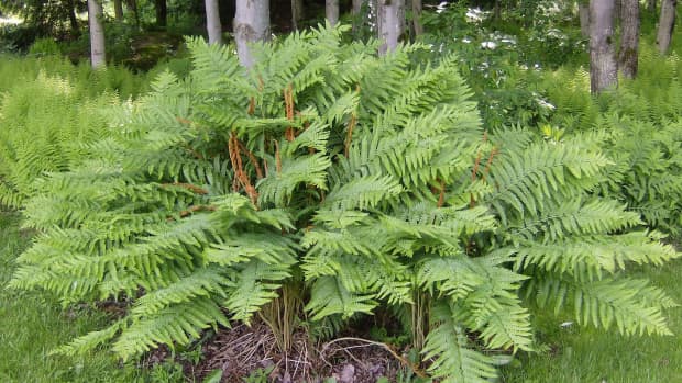 how-to-grow-cinnamon-fern-a-native-plant