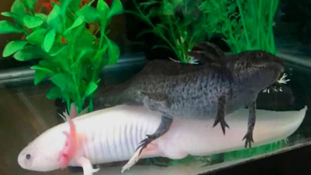 fun-facts-about-axolotls