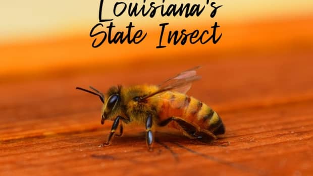 state-insect-of-louisiana