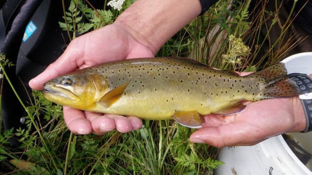 apache-trout-an-arizona-fish-and-species-of-trout-endangered-bolsters-ecosystem-of