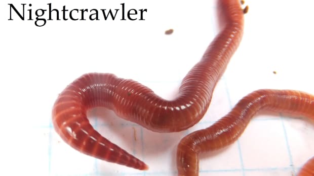 identifying-the-european-nightcrawler-composting-worm