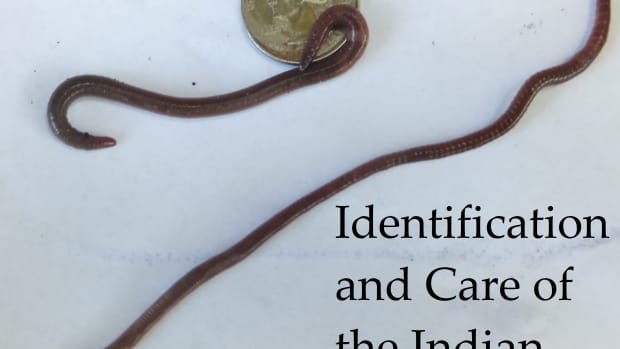 identifying-the-indian-blue-composting-worm