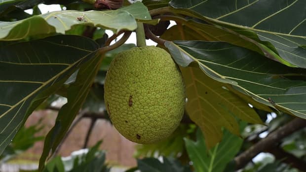 breadfruit-and-breadnut-nutritional-facts
