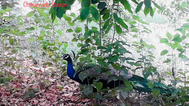 interesting-facts-about-the-national-bird-of-india-the-peacock