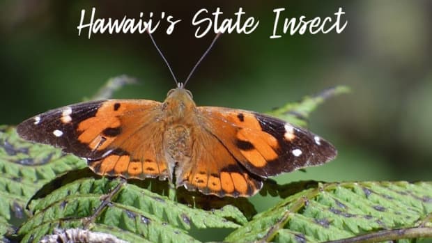 state-insect-of-hawaii