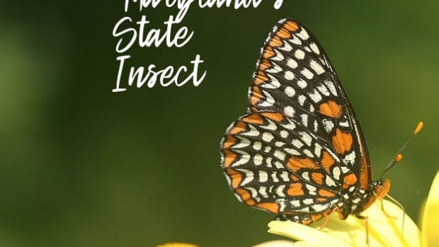 state-insect-of-maryland
