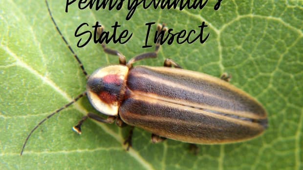 state-insect-of-pennsylvania