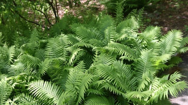 how-to-grow-ostrich-fern-a-native-plant