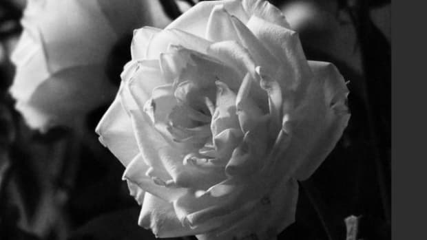 white-rose-meaning