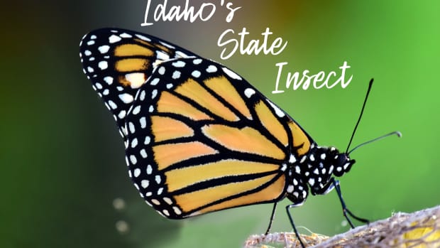 state-insect-of-idaho