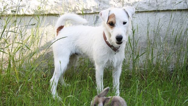 how-to-introduce-your-rabbit-to-your-dog