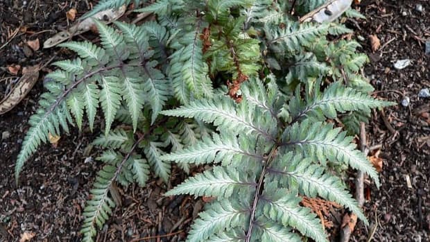 how-to-grow-japanese-fern-a-colorful-fern