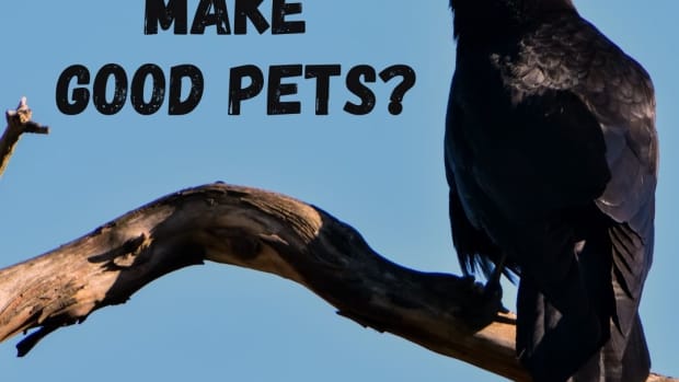 crows-as-pets-is-it-legal-to-have-a-pet-crow
