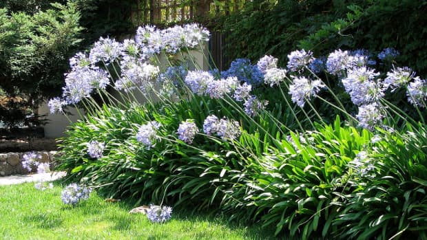 how-to-grow-agapanthus-lily-of-the-nile-indoors-or-outdoors