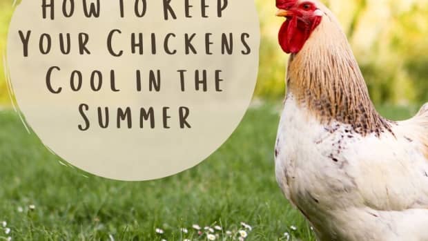 6-ways-to-keep-chickens-cool-in-the-summer