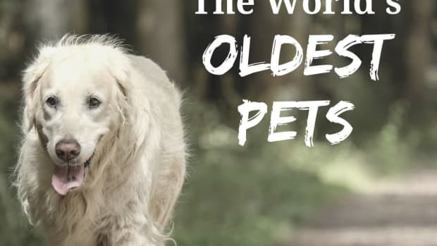 worlds-oldest-pets
