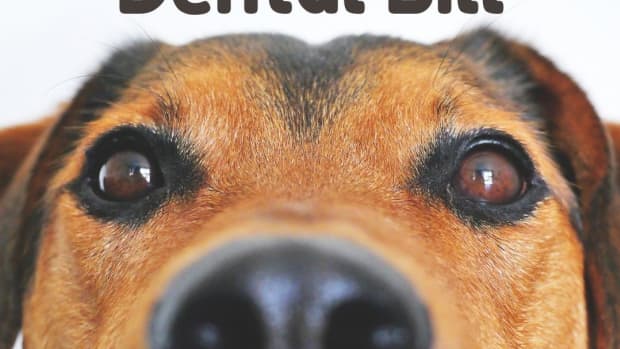 lets-break-down-your-pets-dental-or-teeth-cleaning-bell