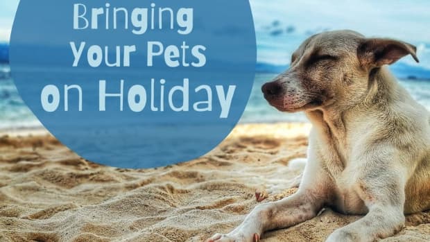 travelling-with-pets-a-guide-for-first-timers