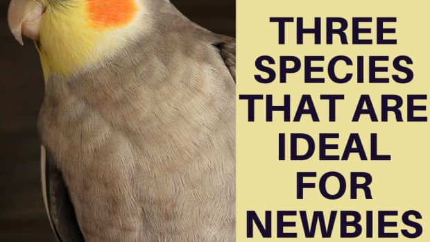 ideal-beginner-pets-for-a-bird-lover