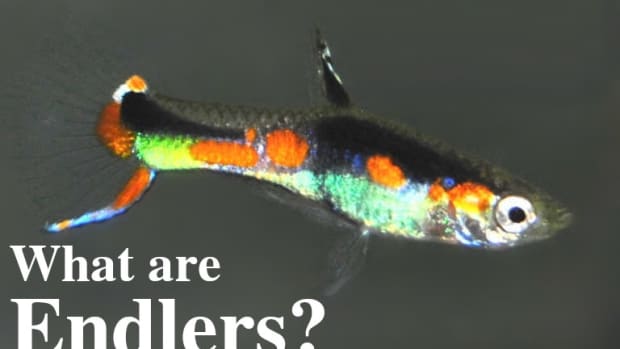 what-are-endlers