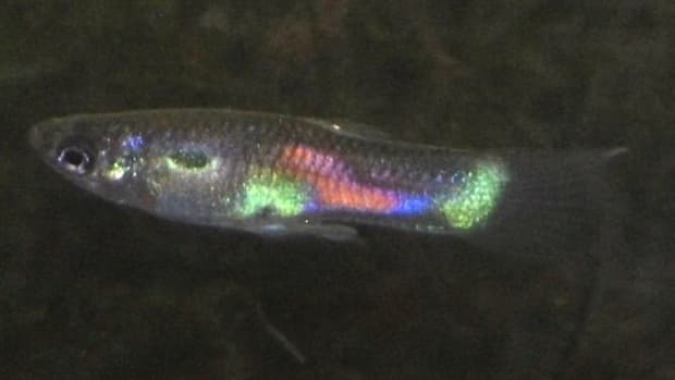 is-the-endlers-livebearer-really-a-guppy
