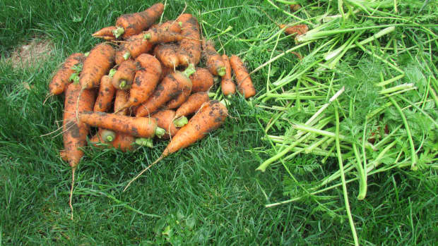how-to-grow-carrots-in-containers-in-a-small-garden-planting-growing-harvesting-carrot-recipes