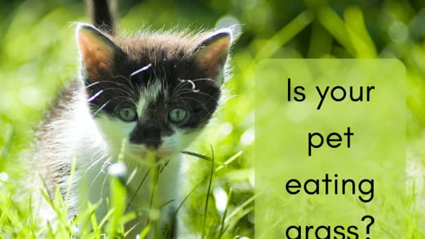 why-do-dogs-and-cats-eat-grass