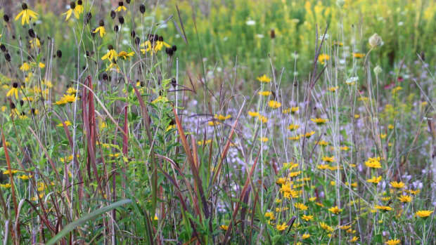 prairie-garden-flowers