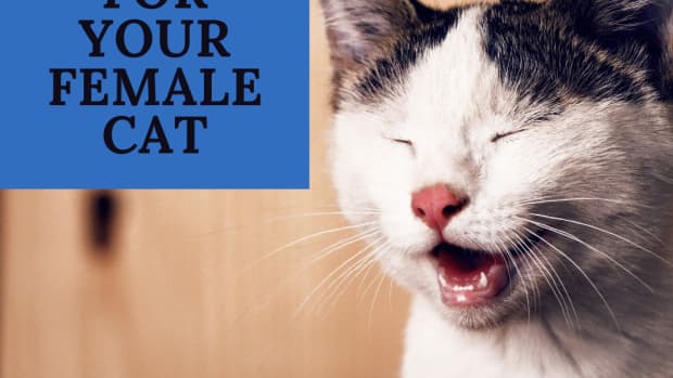 18-funny-cat-names-for-females