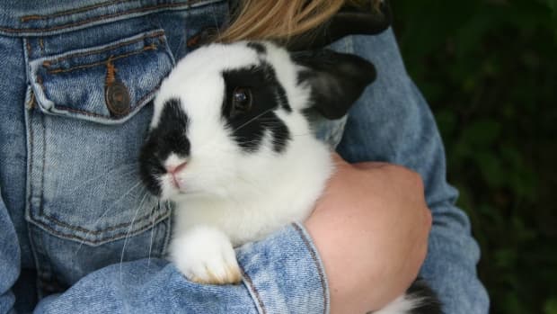 best-bunnies-for-children