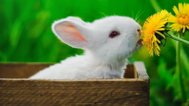 rabbit-names-how-to-pick-a-name-for-your-bunny