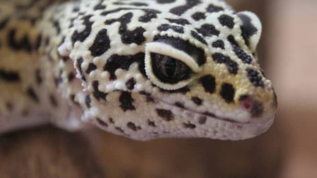the-leopard-gecko-and-how-to-properly-care-for-one