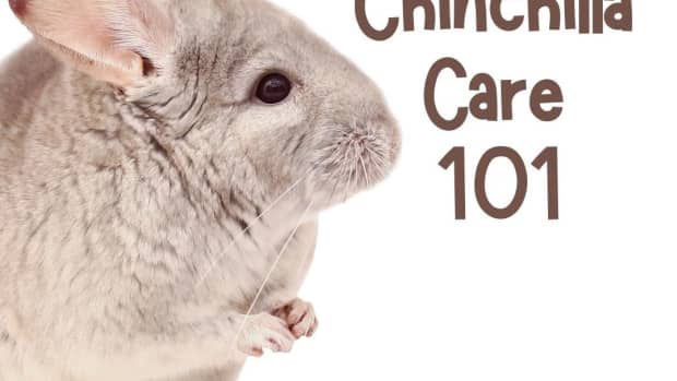 chinchilla-care-what-you-need-to-know-before-purchasing-your-new-friend