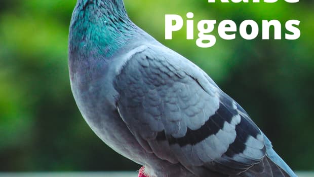 best-practices-for-raising-pigeons-at-home