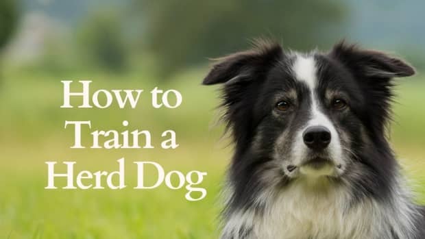 tips-for-training-a-herd-dog