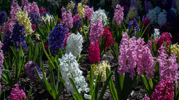 how-to-grow-hyacinths-for-spring-color