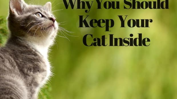 10-reasons-why-you-should-not-let-your-cat-outside