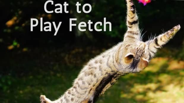 how-i-taught-my-cat-to-play-fetch