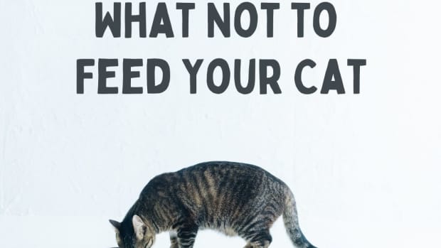 foods-to-avoid-cats