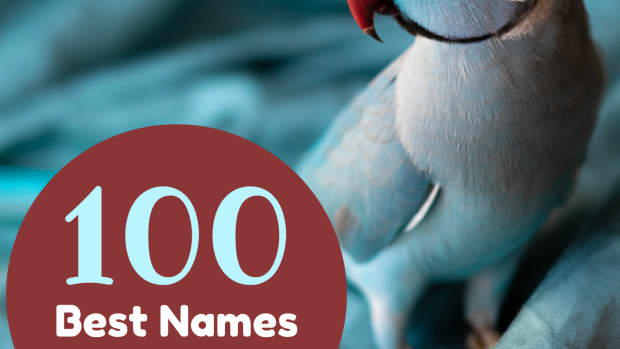 what-are-good-parrot-names