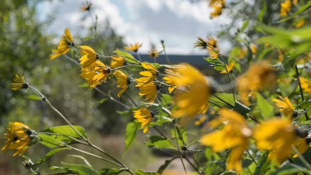 Queen Anne's Lace, a Beloved Wildflower - Dengarden