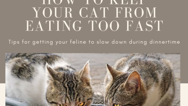 how-to-keep-a-cat-from-eating-too-fast