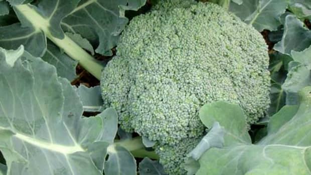 how-to-grow-broccoli-a-cool-season-vegetable