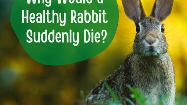what-are-the-causes-of-sudden-death-in-rabbits