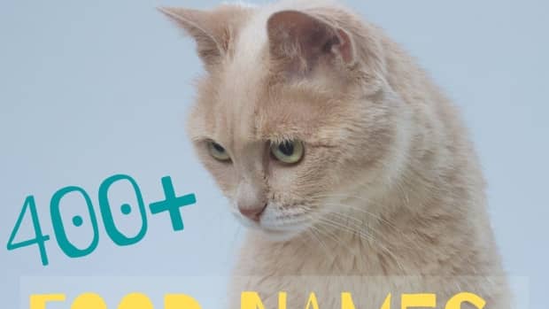 food-names-for-cats
