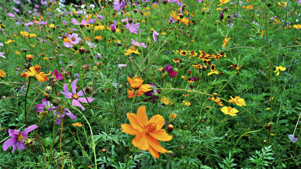 endangered-native-wildflowers-garden